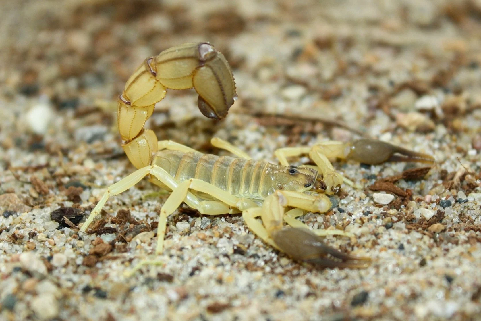 Androctonus australis hectorヒメキョウトヒキサソリ Androctonus australis Hector Tunisia (Black Clawed Yellow Fattail